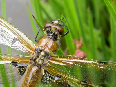 Four-spotted chaser (Libellula quadrimaculata) Kenneth Noble